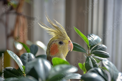cockatiel parrot in leaves