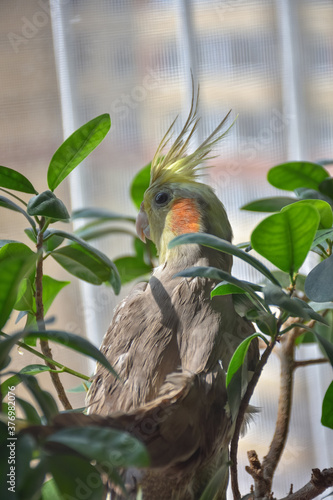 cockatiel parrot in leaves