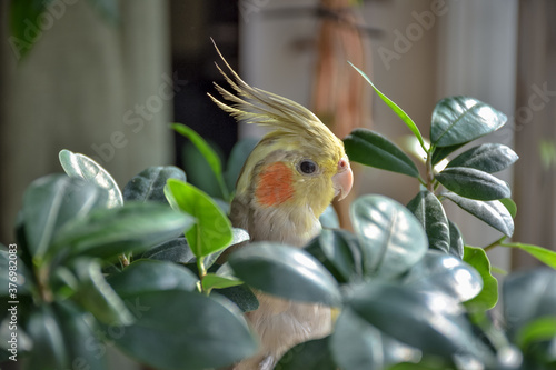 cockatiel parrot in leaves
