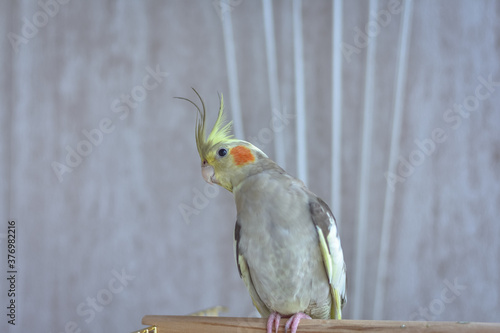 gray parrot cockatiel sits on perch