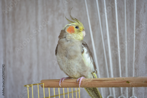 gray parrot cockatiel sits on perch