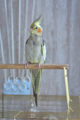 gray parrot cockatiel sits on perch