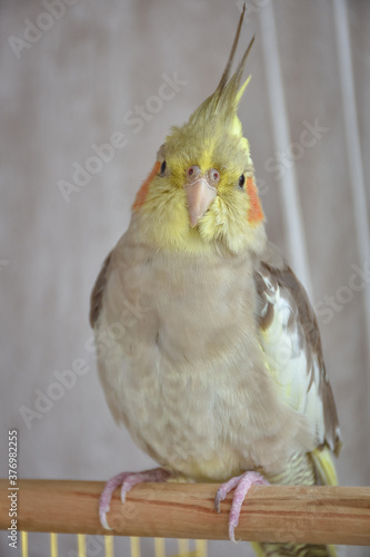gray parrot cockatiel sits on perch