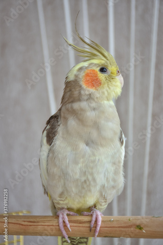 gray parrot cockatiel sits on perch