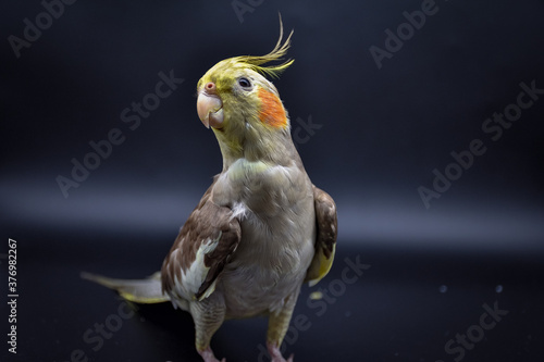 parrot cockatiel close-up on black background