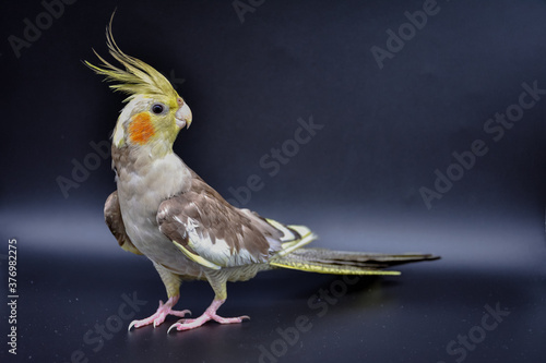 parrot cockatiel close-up on black background