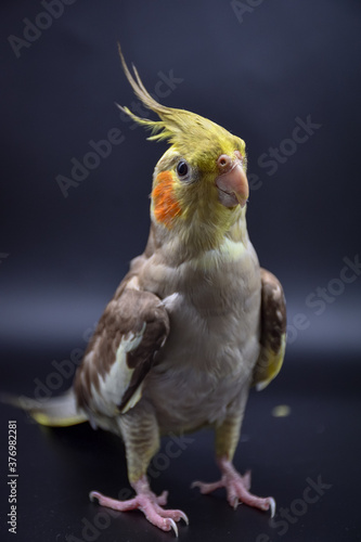 parrot cockatiel close-up on black background