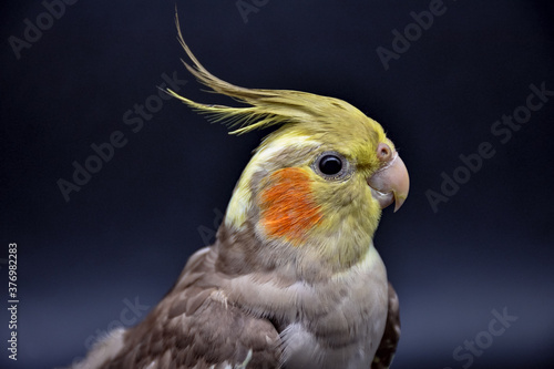 parrot cockatiel close-up on black background