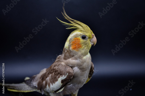 parrot cockatiel close-up on black background