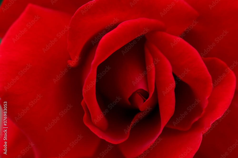 Background texture. Red rose close up Background texture. Red rose close up
