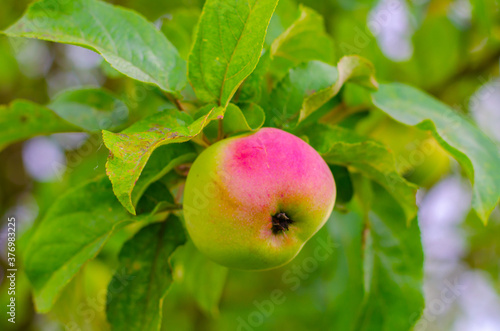 Red ripe Apple on a branch against the blue sky. High quality photo