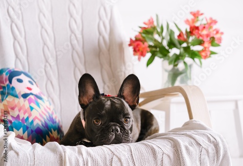 Cute french bulldog puppy sitting on sofa