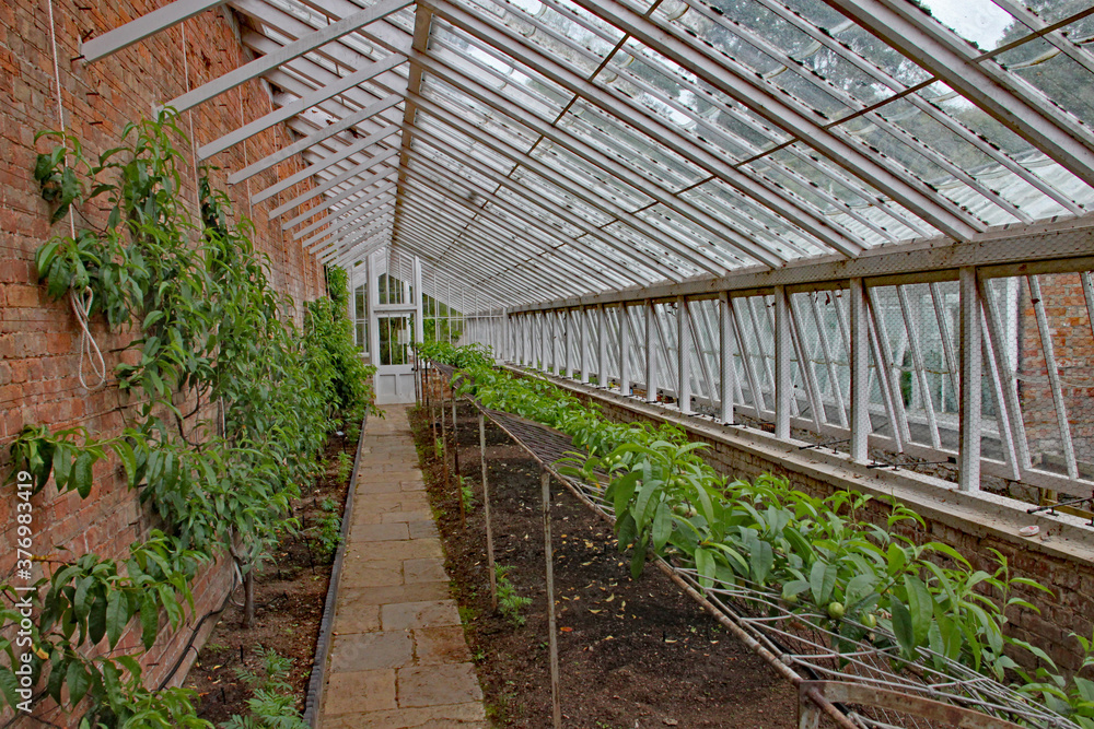 Inside an old greenhouse with an abundance of plants growing