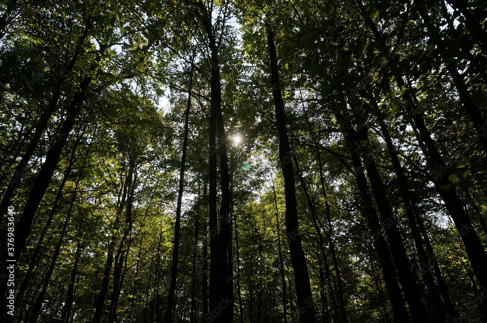 Wonderful summer forest in the park Wonderful summer forest in the park