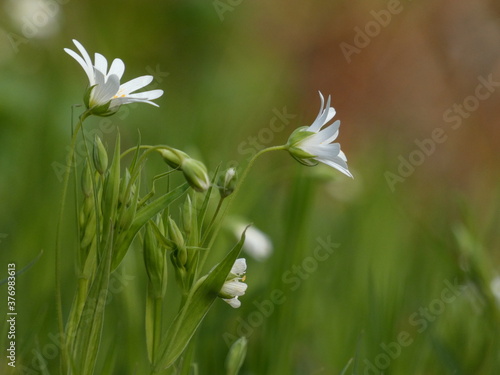 Greater stitchwort (Rabelera holostea) - white addersmeat flowers and leaves, Gdansk, Poland photo