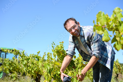 handsome senior man winemaker in his vineyard picking grapes during wine harvest