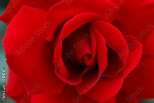 Background texture. Red rose close up