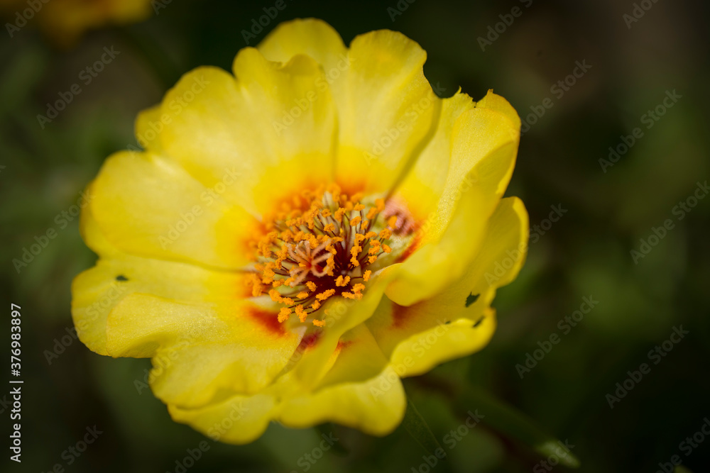 The flower of the portulac in the sunlight. Close-up. Macro photography. The flower of the portulac in the sunlight. Close-up. Macro photography.