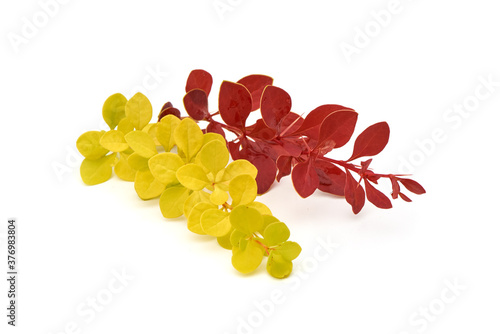 Red and Yellow barberry branch, isolated on a white background