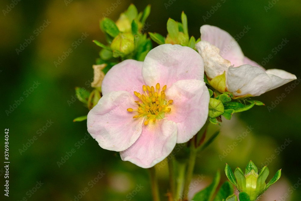 Flowers pink cinquefoil in the summer sunlight in the garden. Flowers pink cinquefoil in the summer sunlight in the garden.