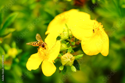 The small hoverfly feeds on the nectar of the yellow Potentil  la flower photo