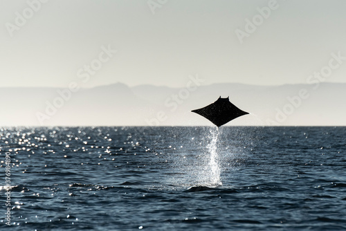 View of mobula manta ray jumping out of water photo