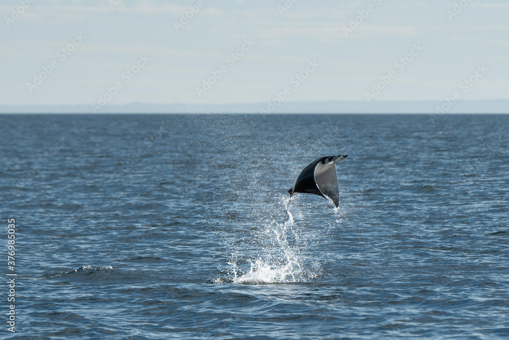 View of mobula manta ray jumping out of water View of mobula manta ray jumping out of water