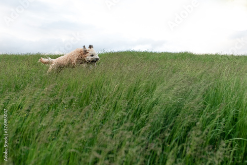 Fluffy dog running and jumping through the tall grass in a field.