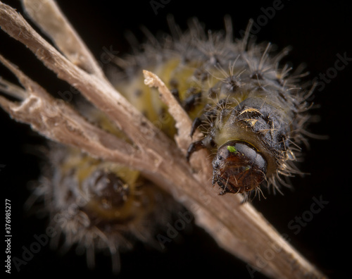 Little hairy caterpillar of dispar lymantria macro portrait photo