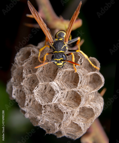 Female worker Polistes nympha wasp protecting his nest photo