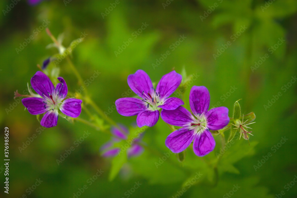 Fototapeta premium Wood cranesbill, woodland geranium, Geranium sylvaticum. Forest geranium close up.