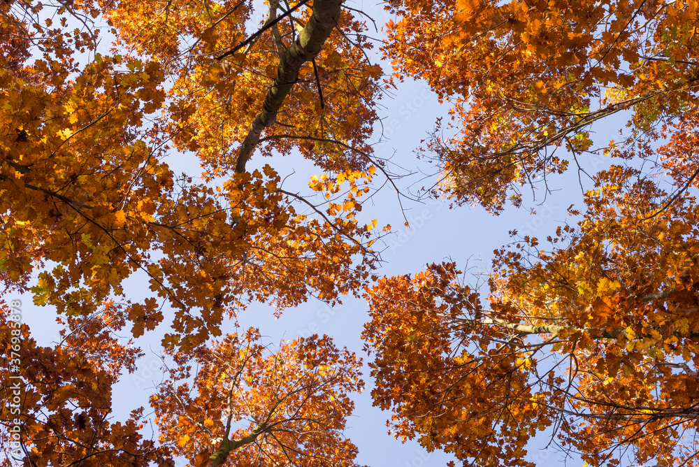 Up view of a golden autumn oak trees against clear blue sky Up view of a golden autumn oak trees against clear blue sky