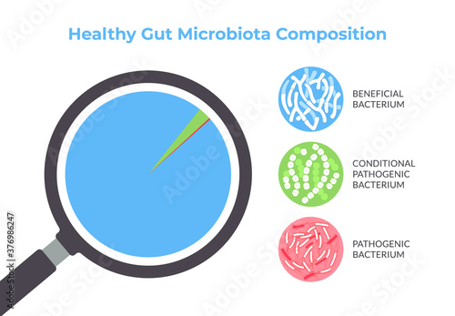 Healthy Gut Microbiota Composition Infographics. Vector  illustration on white background.