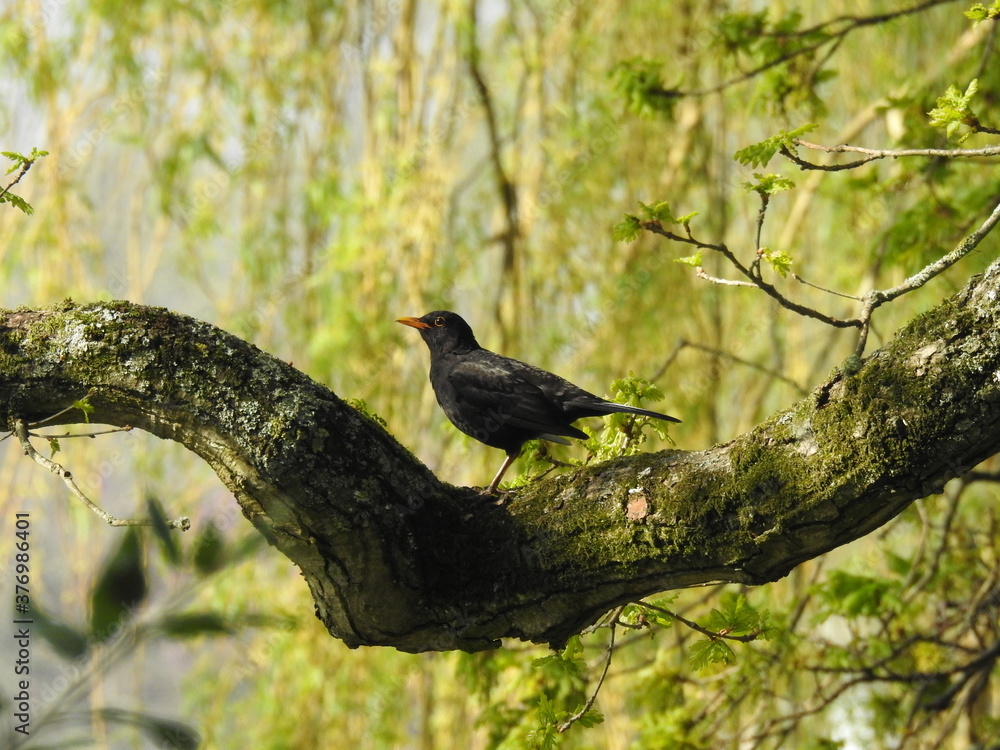 Obraz premium Black bird with an orange beak on a thick branch
