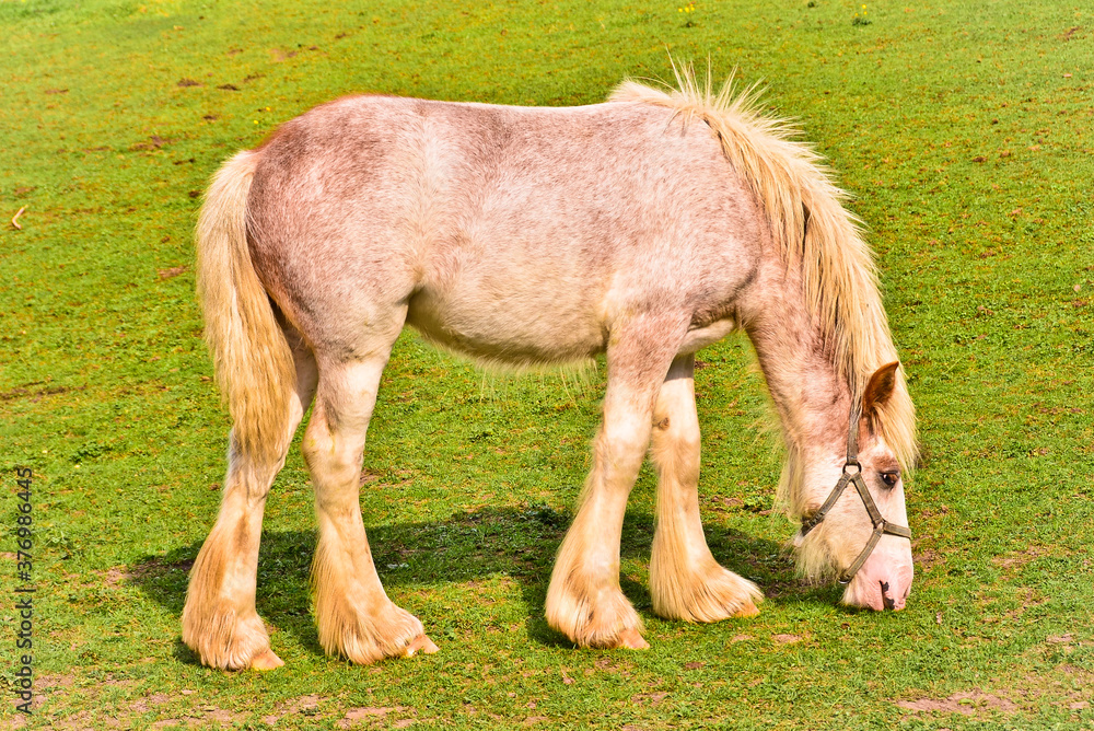 A beautiful tinker mare with a long mane grazing in the meadow