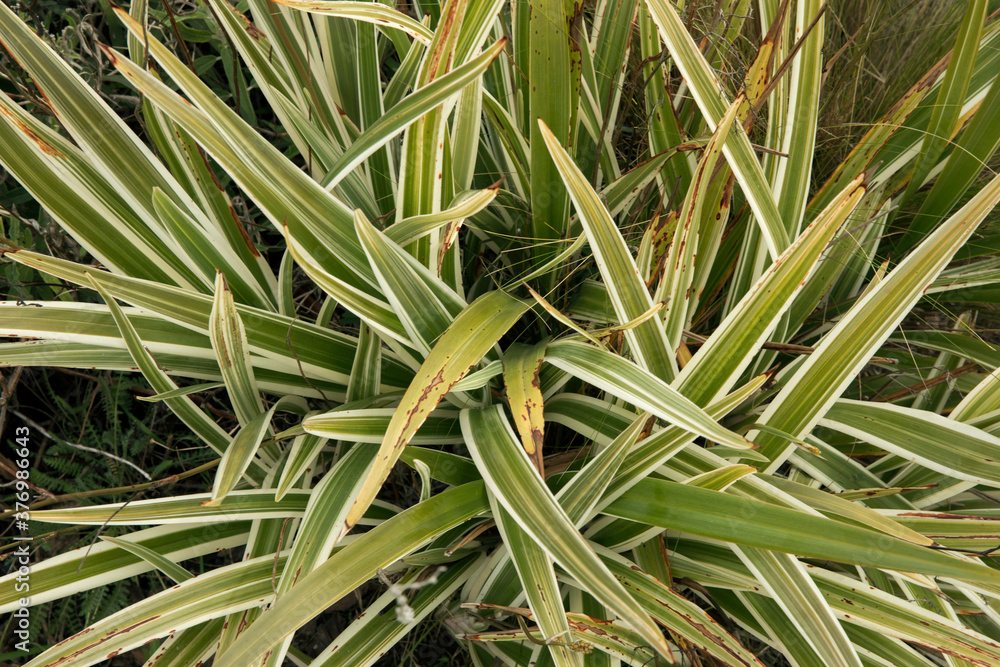 Foto de Flora. Closeup view of a Dianella tasmanica Variegata also known as Tasman Flax Lily
