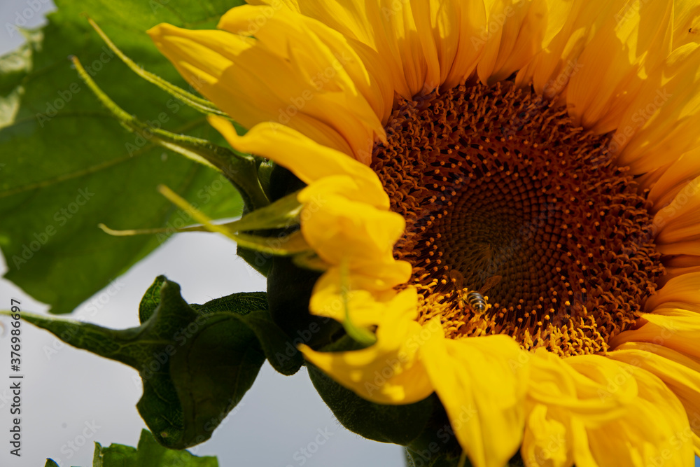 Naklejka premium Sunflower against the blue sky and clouds