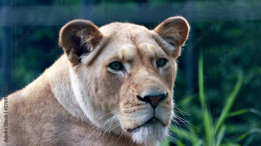 portrait of a female lion portrait of a female lion