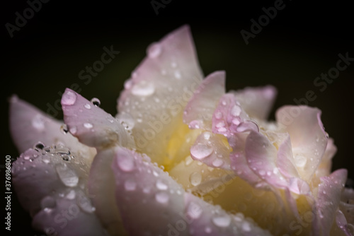 Macro of wet blush rose