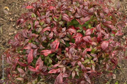 Ornamental shrub. Closeup view of Nandina domestica Fire Power, also known as Heavenly bamboo, beautiful red leaves, growing in the garden. 