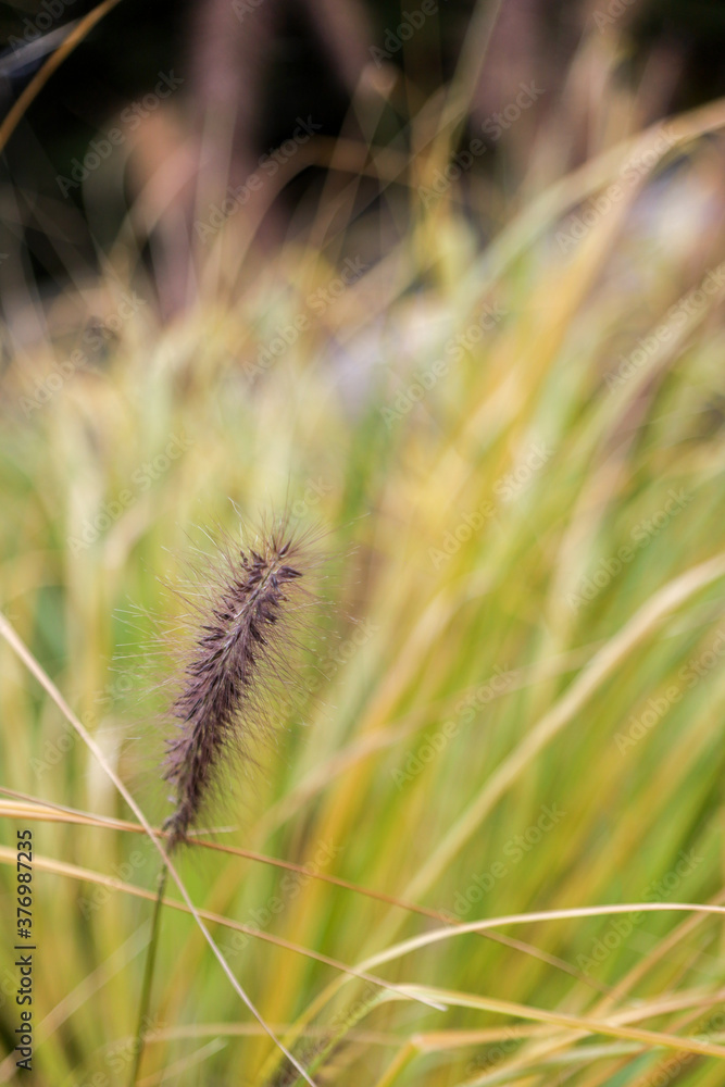 Tall grass and grass seed blowing in the wind. Shallow depth of field creates a hazy background. Tall grass and grass seed blowing in the wind. Shallow depth of field creates a hazy background.
