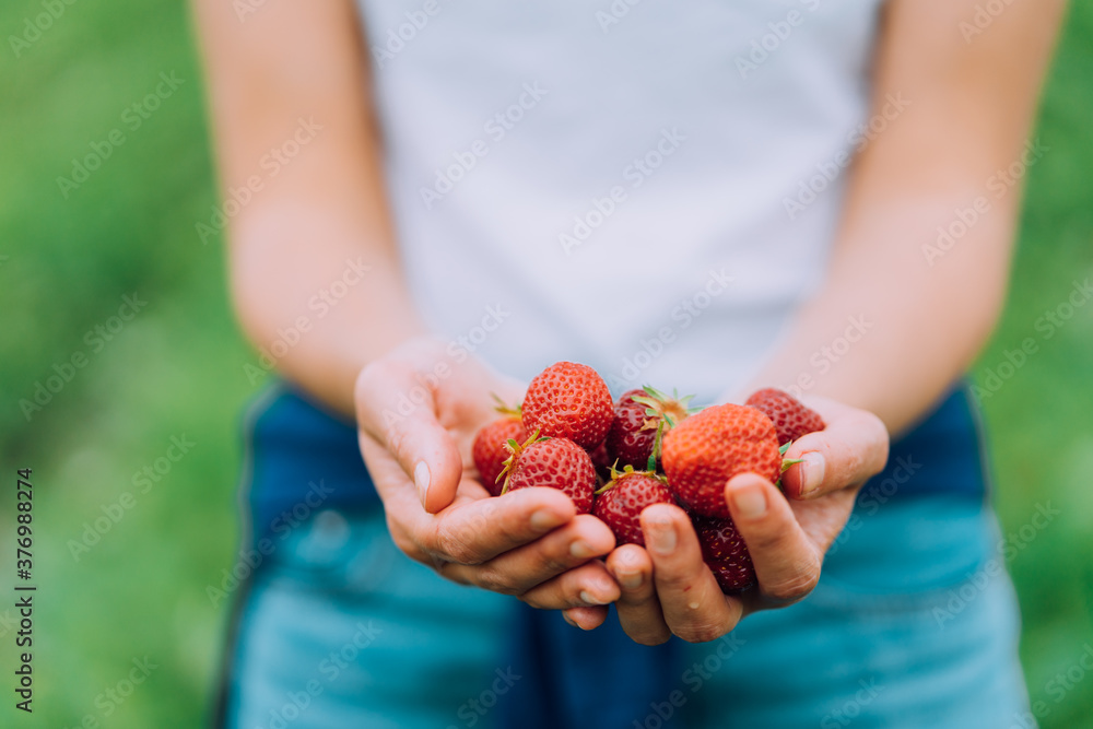 Girl is holding ripe red strawberries at a u-pick farm Girl is holding ripe red strawberries at a u-pick farm