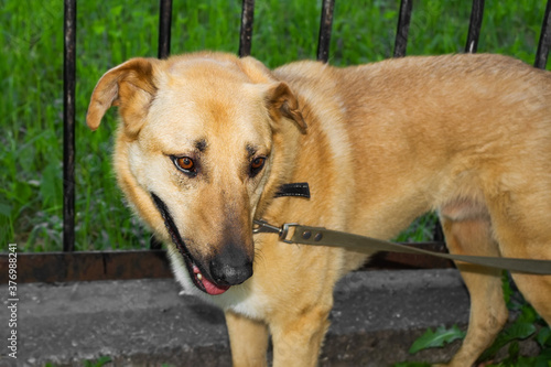 Ginger dog on the street against the background of hedge