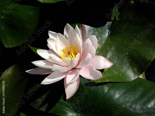 photo water lily on the pond