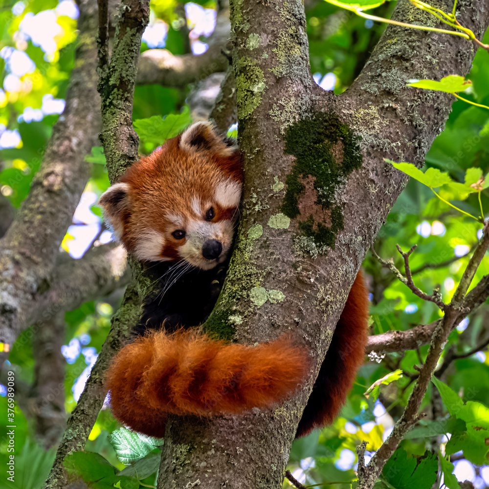 Fototapeta Red panda (Ailurus fulgens) known as lesser panda, the red bear-cat, or cat-bear
