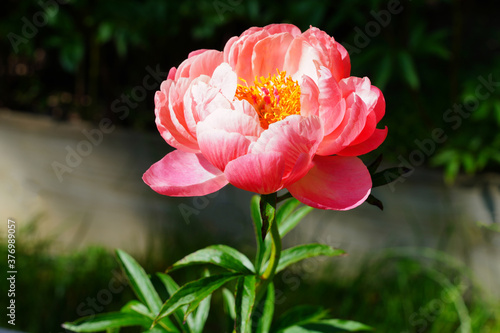 Fototapeta Naklejka Na Ścianę i Meble -  Coral  orange pink peony flower in bloom