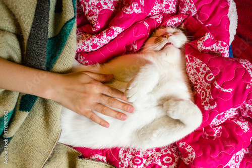 a hand reaches out to rub the belly of a blissfully happy cat