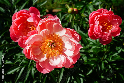 Fototapeta Naklejka Na Ścianę i Meble -  Coral  orange pink peony flower in bloom