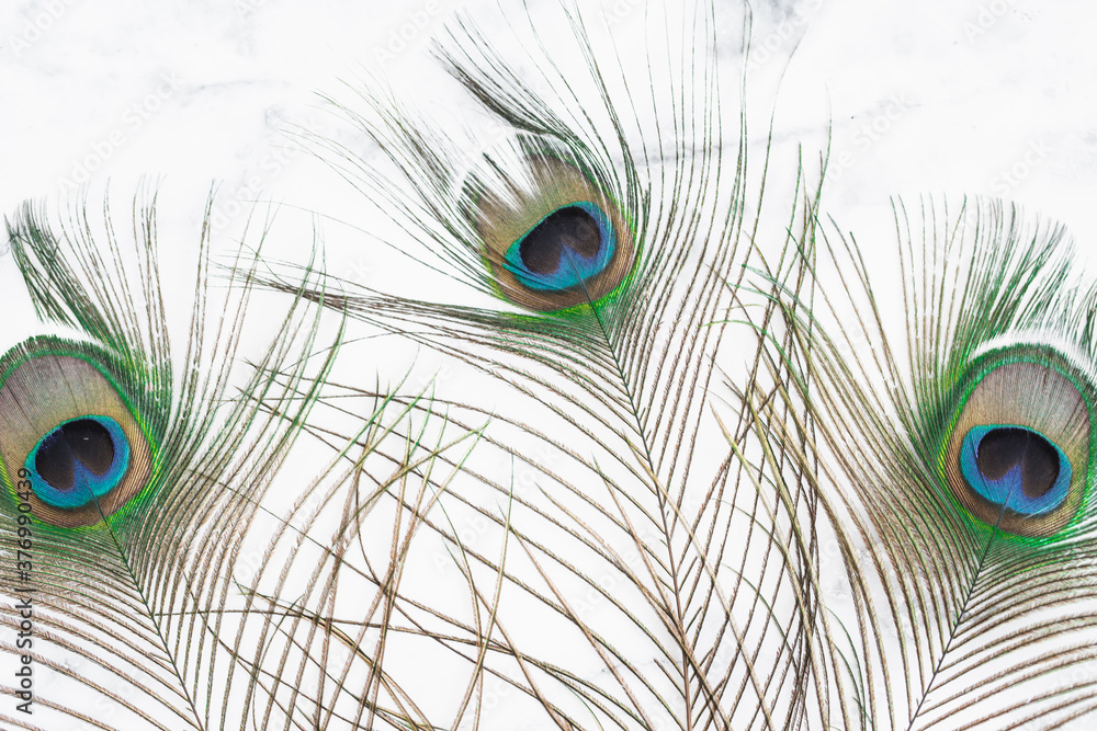 Obraz premium Peacock Feathers