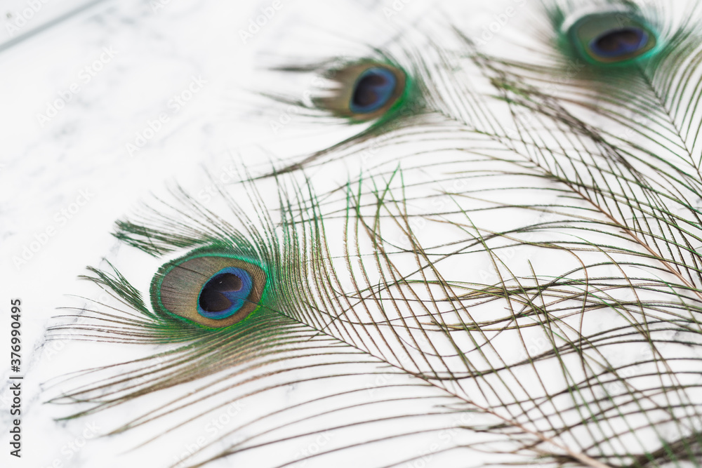 Obraz premium Peacock Feathers